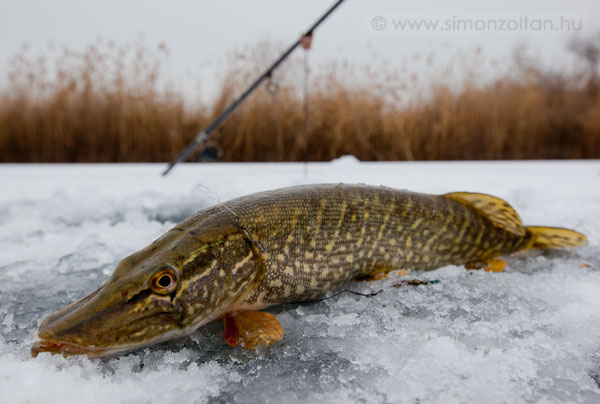 20090118_egyeb_0023.JPG - Lkhorgszat - csendlet. 47cm-es csuka, a fot utn ment vissza a jg al.