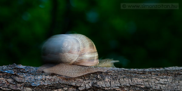 20070901_egyeb_allatok_0012.JPG - ti csiga (Helix pomatia).60 msodperc + vaku a vgn.