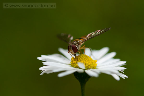 20080623_egyeb_allatok_0020.JPG - Kznsges zeng?lgy (Syrphus ribesi).