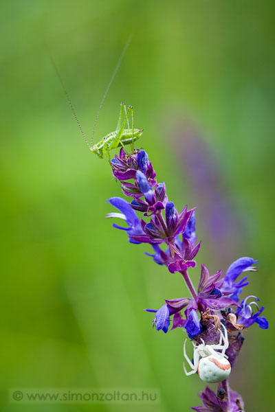 20110611_egyeb_allatok_0028.JPG - Veszlyes jtszma.