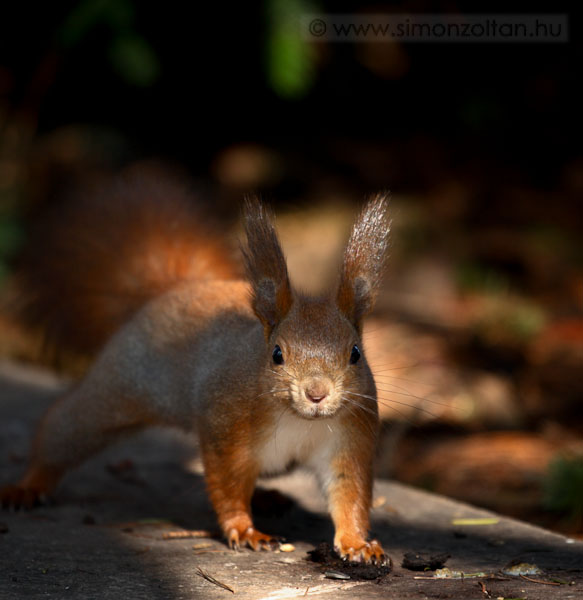 20070311_emlosok_0002.JPG - Eurpai mkus (Sciurus vulgaris).