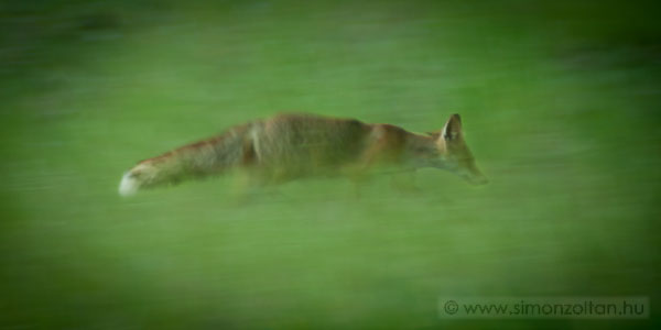 20070430_emlosok_0003.JPG - Vrs rka (Vulpes vulpes).