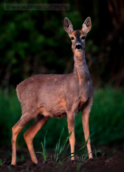 20070430_emlosok_0004.JPG - Eurpai z (Capreolus capreolus). Szerintem nem csak tlsgosan jllakott, hanem vemhes volt, 2007 jnius.