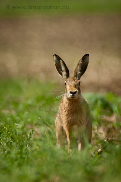 20070513_emlosok_0005.JPG - Mezei nyl (Lepus europaeus).