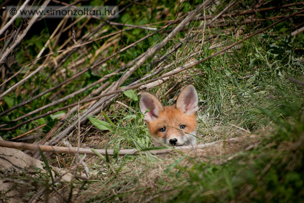 20070519_emlosok_0006.JPG - Vrs rka (Vulpes vulpes).Ez a mszdombba vjt kotork 2007 nyr elejn 5 fs almot szmllhatott.