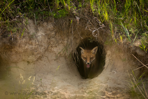 20070526_emlosok_0007.JPG - Vrs rka (Vulpes vulpes).