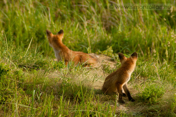 20070526_emlosok_0008.JPG - Vrs rka (Vulpes vulpes).