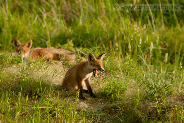 20070526_emlosok_0009.JPG - Vrs rka (Vulpes vulpes). A gyurgyalagok hasznlta partfal alatt nevelkedett ez a kt kis ravaszdi 2007 nyr elejn. Sajnos ksbb teljesen eltntek. Remlem csak az anyjuk kltztette t ket s nem a vadszok leptk nem az almot.