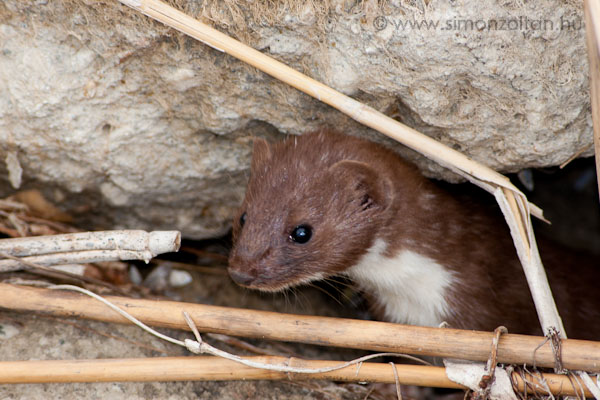 20070811_emlosok_0010.JPG - Menyt (Mustela nivalis).