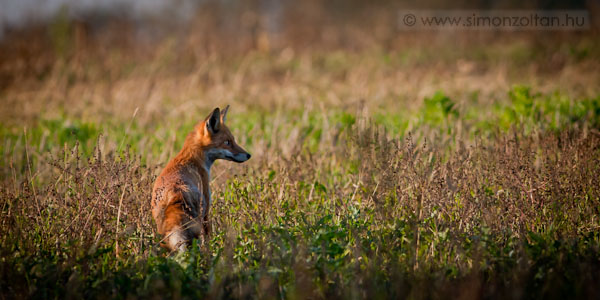 20071015_emlosok_0011.JPG - Vrs rka (Vulpes vulpes).