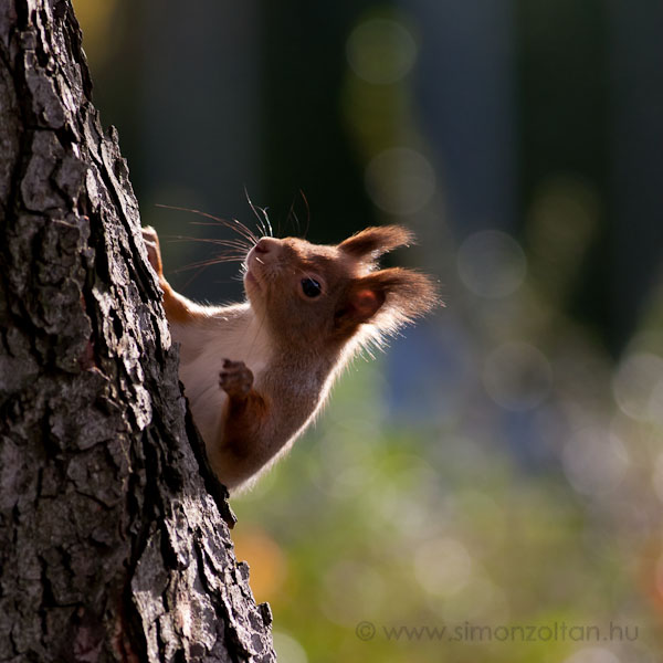 20071110_emlosok_0012.JPG - Eurpai mkus (Sciurus vulgaris).