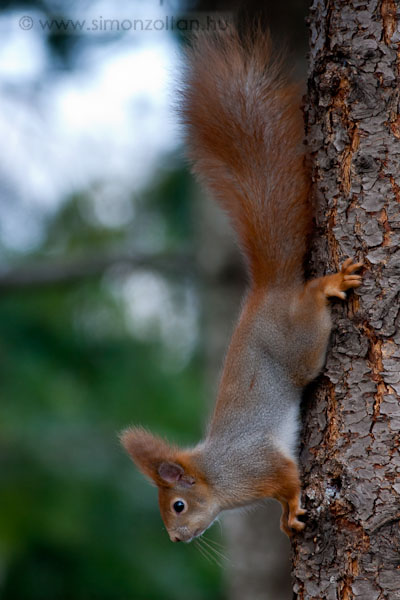 20080210_emlosok_0014.JPG - Eurpai mkus (Sciurus vulgaris).