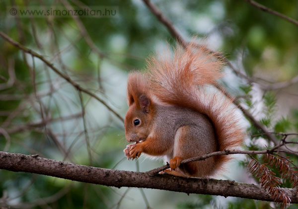 20080210_emlosok_0015.JPG - Eurpai mkus (Sciurus vulgaris).