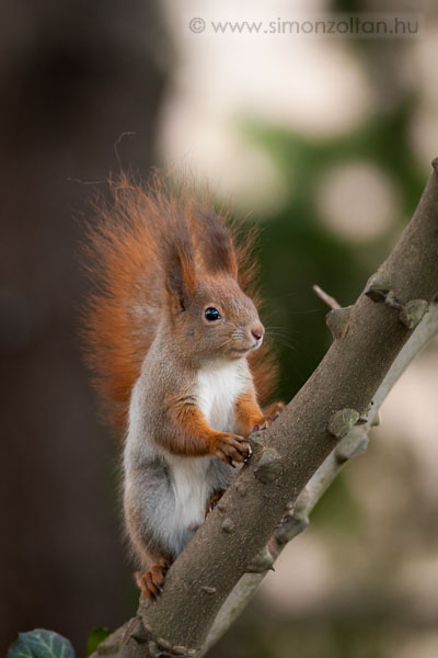 20080210_emlosok_0016.JPG - Eurpai mkus (Sciurus vulgaris).