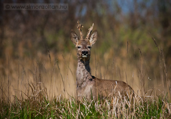 20080417_emlosok_0017.JPG - Eurpai z (Capreolus capreolus).