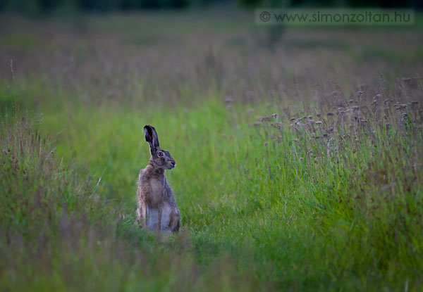 20080510_emlosok_0018.JPG - Mezei nyl (Lepus europaeus).