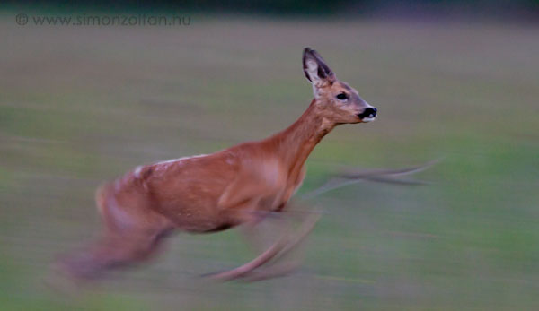 20080510_emlosok_0019.JPG - Eurpai z (Capreolus capreolus).