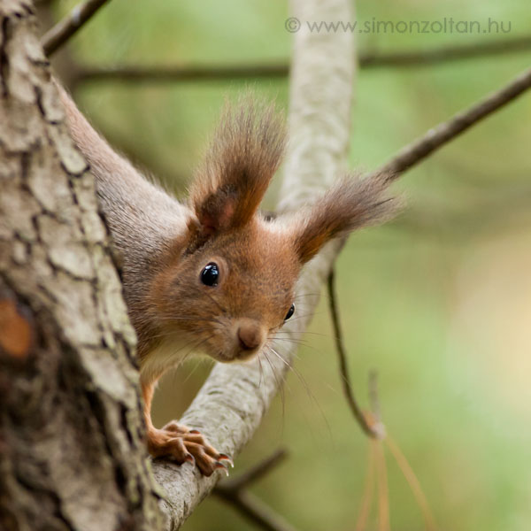 20081108_emlosok_0021.JPG - Eurpai mkus (Sciurus vulgaris).