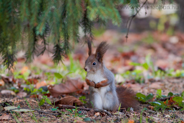 20081122_emlosok_0022.JPG - Eurpai mkus (Sciurus vulgaris).