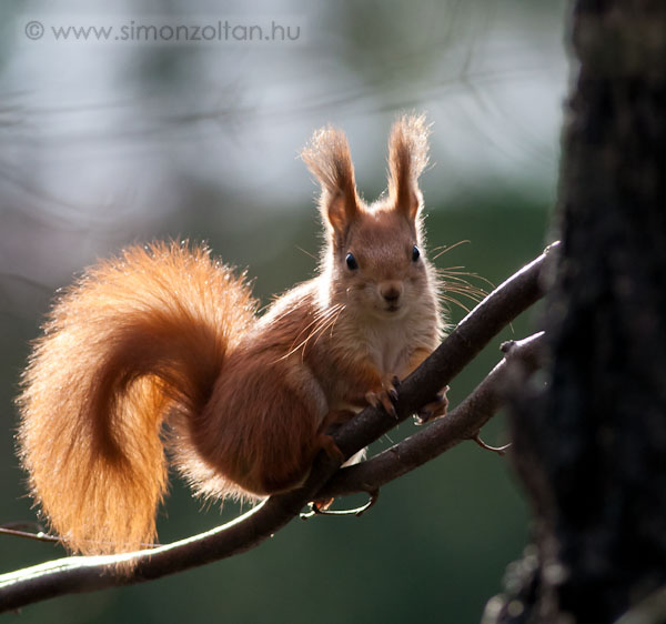 20081206_emlosok_0023.JPG - Eurpai mkus (Sciurus vulgaris).