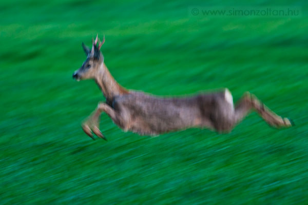 20090501_emlosok_0025.JPG - Eurpai z (Capreolus capreolus).