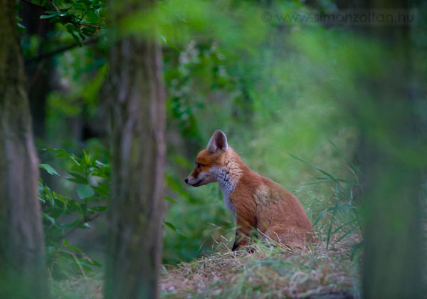 20090516_emlosok_0026.JPG - Vrs rka (Vulpes vulpes).