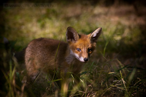 20090519_emlosok_0027.JPG - Vrs rka (Vulpes vulpes).