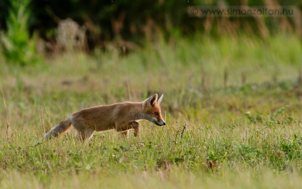 20090629_emlosok_0028.JPG - Vrs rka (Vulpes vulpes). Vrs rka (Vulpes vulpes). Teljesen nylt terepen gy sikerlt becserkelnem ezt a fiatal rkt, hogy vgl 20m-re hasaltam tle. A legrdekesebb, hogy utna sikerlt gy tvoznom, hogy szre sem vett.