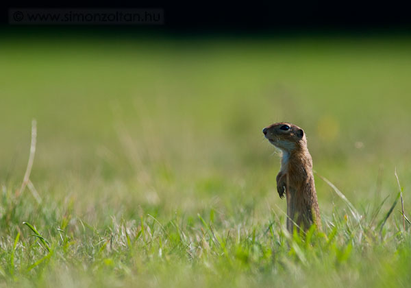 20090701_emlosok_0029.JPG - Kznsges rge (Spermophilus citellus).