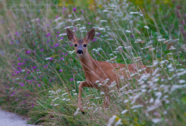 20090809_emlosok_0031.JPG - Eurpai z (Capreolus capreolus).