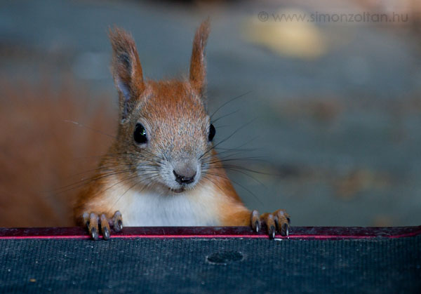 20090926_emlosok_0032.JPG - Eurpai mkus (Sciurus vulgaris). Eurpai mkus (Sciurus vulgaris). jra sikerlt beidomtani nhny mkust. Csak testkzelbl ltni ket is risi lmny.