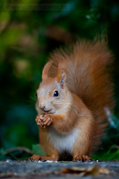 20090928_emlosok_0033.JPG - Eurpai mkus (Sciurus vulgaris).