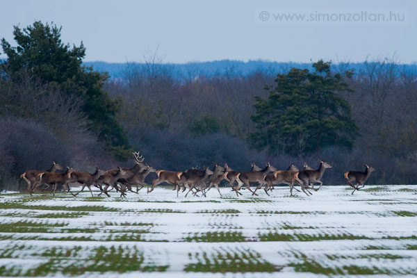 20100220_emlosok_0035.JPG - A rudli. Gmszarvas (Cervus elaphus).