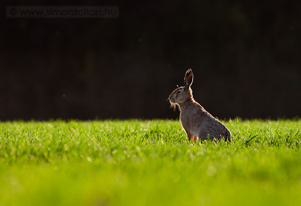 20100401_emlosok_0036.JPG - Mezei nyl (Lepus europaeus).