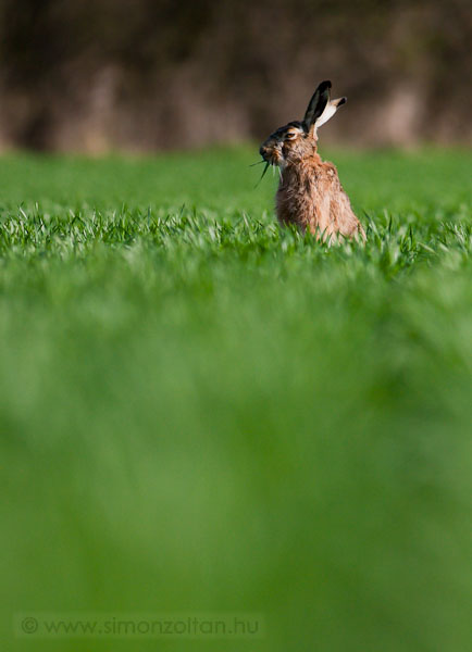 20100403_emlosok_0037.JPG - Mezei nyl (Lepus europaeus). Prszz mter hasonkszs eredmnye.