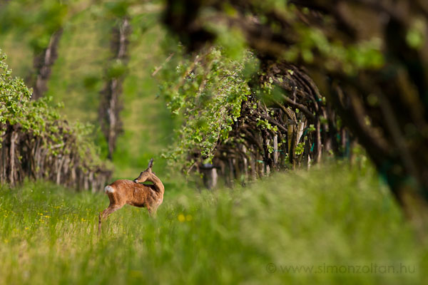 20100502_emlosok_0038.JPG - Eurpai z (Capreolus capreolus).