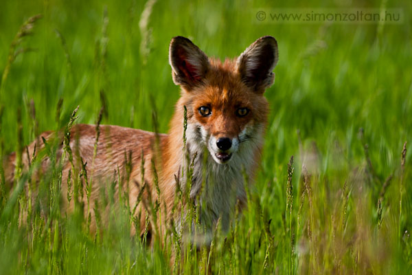 20100503_emlosok_0039.JPG - Vrs rka (Vulpes vulpes).