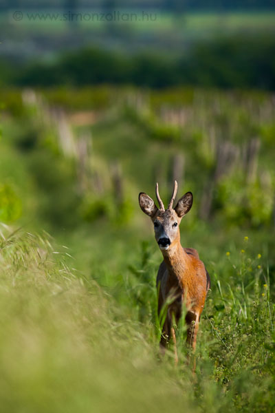 20100521_emlosok_0040.JPG - Eurpai z (Capreolus capreolus).