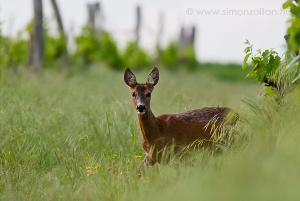 20100522_emlosok_0041.JPG - Eurpai z (Capreolus capreolus).