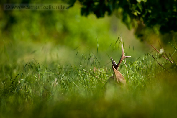 20100524_emlosok_0042.JPG - Eurpai z (Capreolus capreolus).