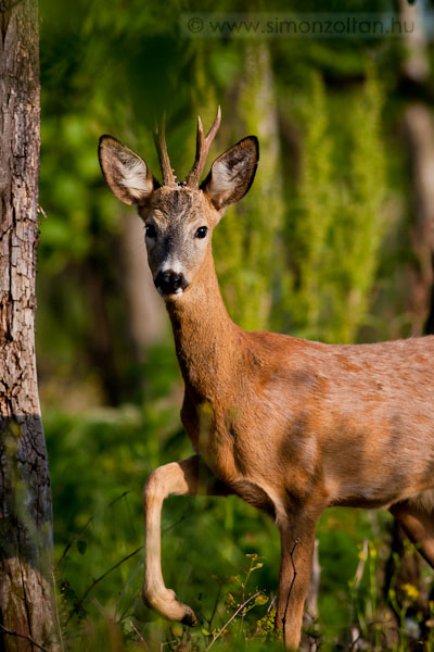 20100524_emlosok_0043.JPG - Eurpai z (Capreolus capreolus).