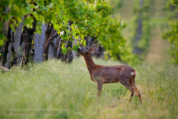 20100524_emlosok_0044.JPG - Eurpai z (Capreolus capreolus).