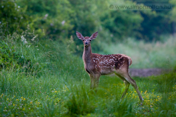 20100607_emlosok_0045.JPG - Gmszarvas (Cervus elaphus).