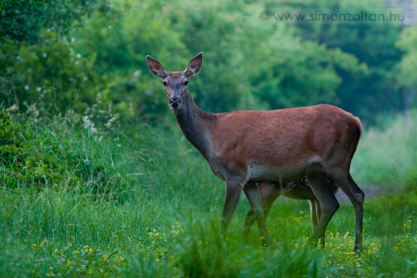 20100607_emlosok_0046.JPG - Gmszarvas (Cervus elaphus).