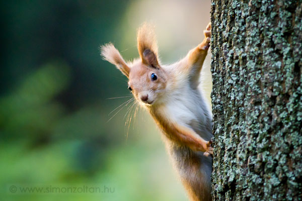 20101113_emlosok_0047.JPG - Eurpai mkus (Sciurus vulgaris).