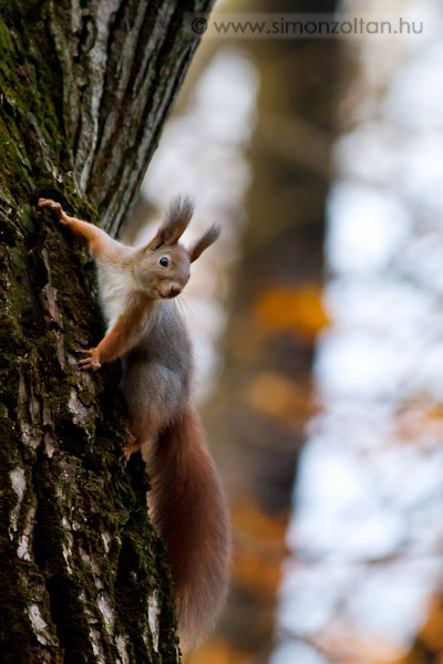 20101113_emlosok_0048.JPG - Eurpai mkus (Sciurus vulgaris).