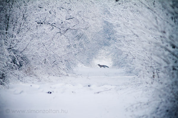 20101219_emlosok_0050.JPG - Vrs rka (Vulpes vulpes).