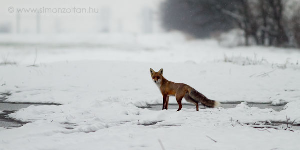 20101226_emlosok_0051.JPG - Vrs rka (Vulpes vulpes).