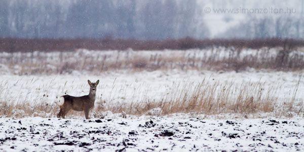 20101226_emlosok_0052.JPG - Eurpai z (Capreolus capreolus).