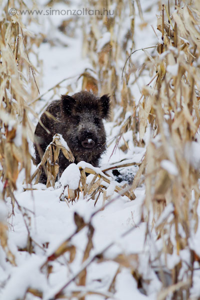 20101227_emlosok_0053.JPG - Vaddiszn (Sus scrofa).